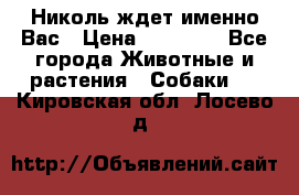 Николь ждет именно Вас › Цена ­ 25 000 - Все города Животные и растения » Собаки   . Кировская обл.,Лосево д.